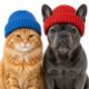 dogwifcat logo