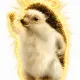 Rizo The Hedgehog logo