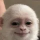 Albert the Monkey logo