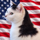 Americat logo