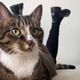 OnlyCats logo