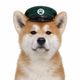 dogs are better than cat logo