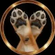 Footinu logo