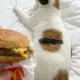 McCat logo