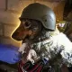 Robin The Trench Dog logo