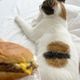 Hamburger Cat logo