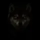 Invisible Inu logo