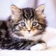 Visible Cat logo
