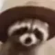 RacoonWifHat logo