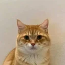 Neko logo