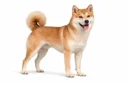 inu logo