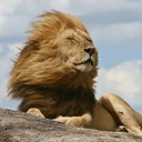 The Peaceful Lion logo