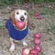 Apple Dog logo