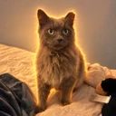 The Odyssean Cat logo