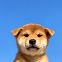 inu logo
