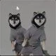 Black Shiba logo