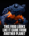 Galaxy Frog logo
