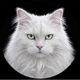 White pussy logo