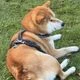 Shiba ninu logo