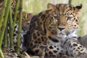 LEOPARD AGAIN logo