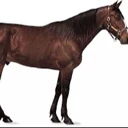 Horse logo