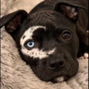Moon The Dog logo