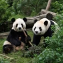 Ping Ping and Fu Shuang logo