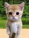 Apple Cat logo