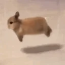 spinning bunny logo