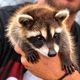 Rocket the Raccoon logo