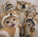 cat inu logo
