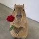capybaracoin logo